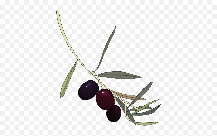 Fileblueberry In Clip Artpng - Wikimedia Commons Olive,Blueberry Png