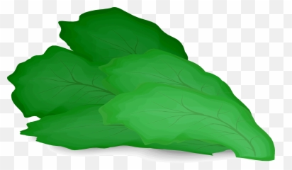 Romaine Lettuce - Clipart Lettuce Png,Romaine Lettuce Png