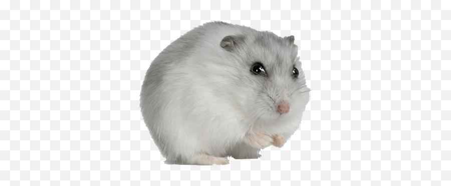 Png Hamster Transparent Image - Transparent Background Hamster Transparent,Hamster Png