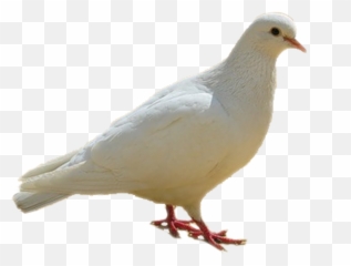 Bird Clipart Png - Birds Images Hd Png,Bird Clipart Png