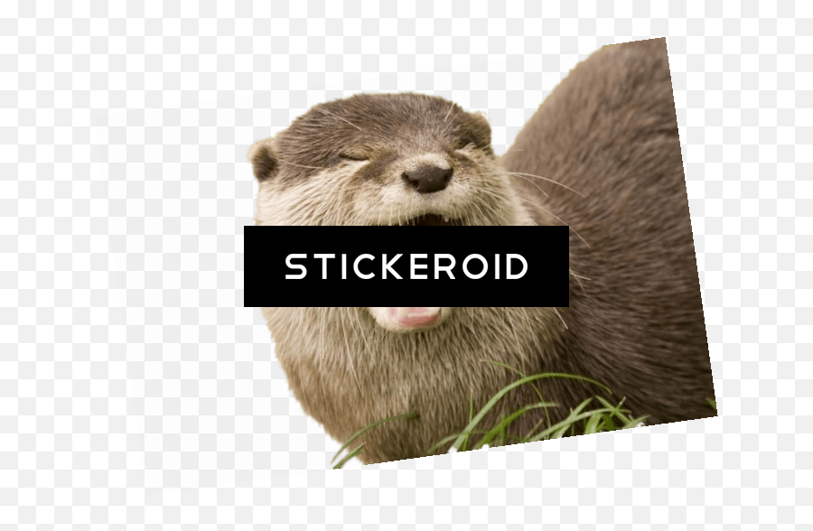 Download Hd Yawning Otter - North American River Otter Otter Png,Otter Png