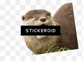 Download Hd Yawning Otter - North American River Otter Otter Png,Otter Png