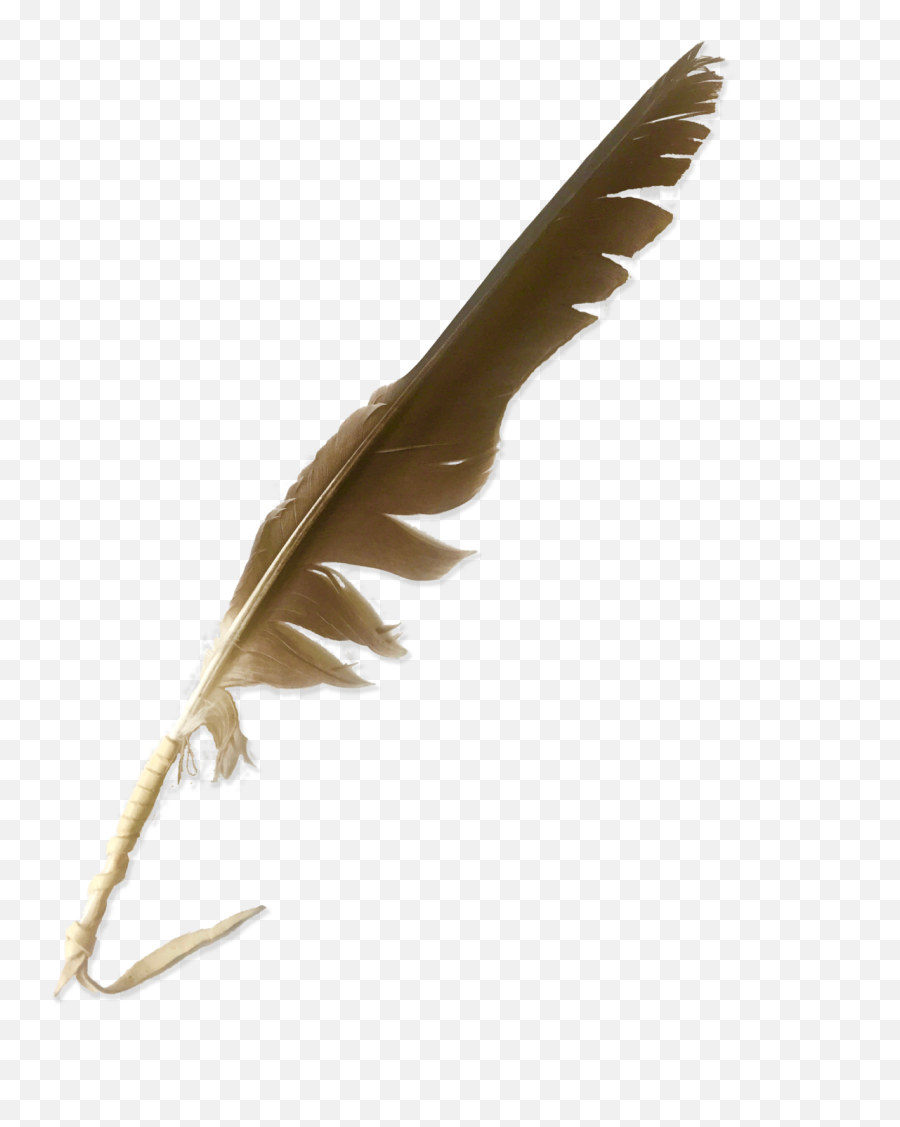 Nw - Animal Product Png,Eagle Feather Png