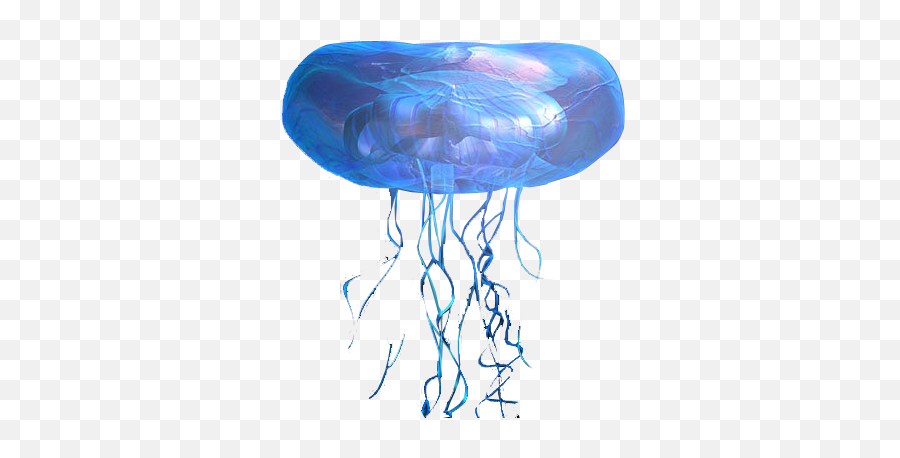 Transparent Jellyfish - Moon Jellyfish Transparent Png,Transparent Jellyfish