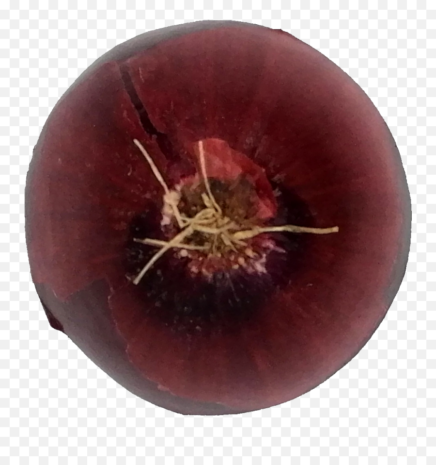 Onion Png Transparent Onlygfxcom Onion Png Transparent Onlygfxcom