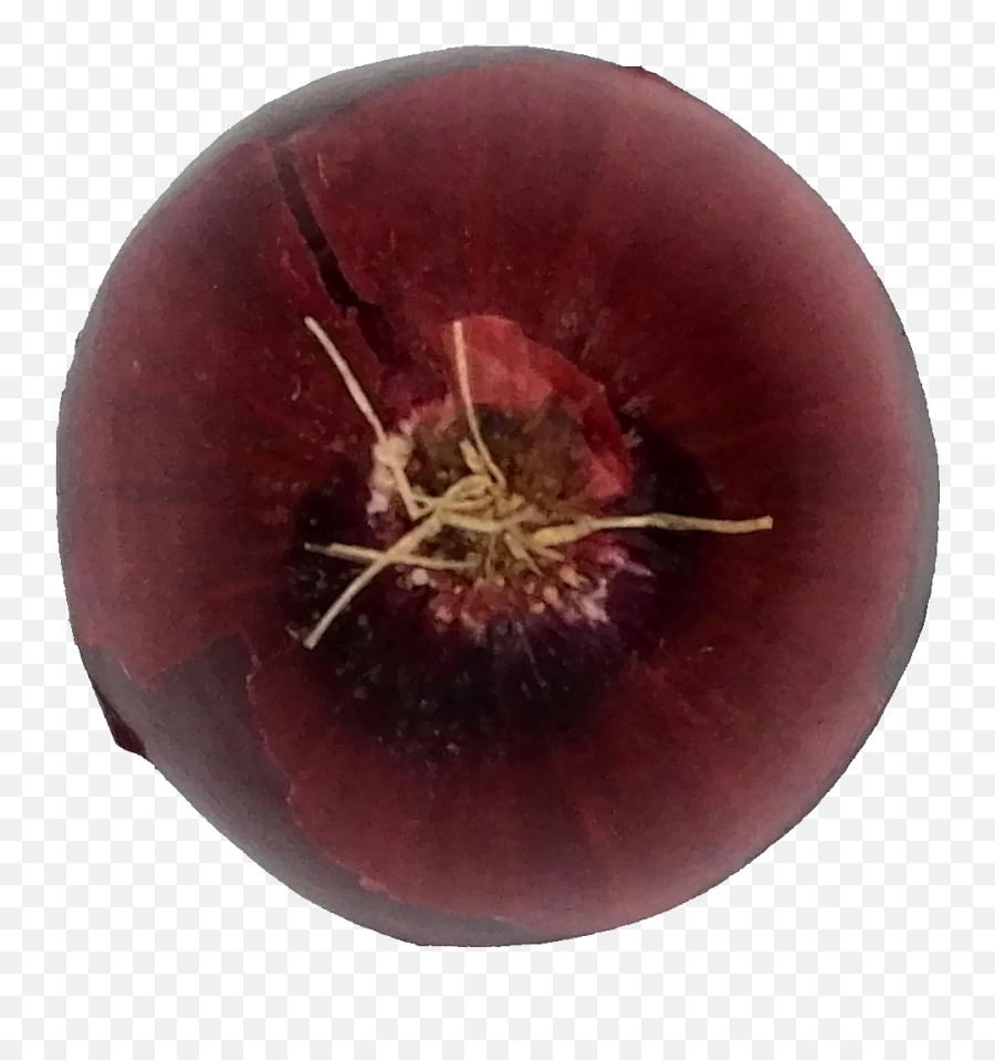 Onion Png Transparent Onlygfxcom