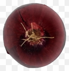 Onion Png Transparent Onlygfxcom