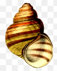 Download Hd This Free Icons Png Design Of Sea Shell 21 - Clipart A