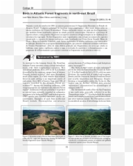 Pdf Birds In Atlantic Forest Fragments North - east Brazil Document png