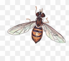 Pollinator Path Activity Guide - Parasitism png