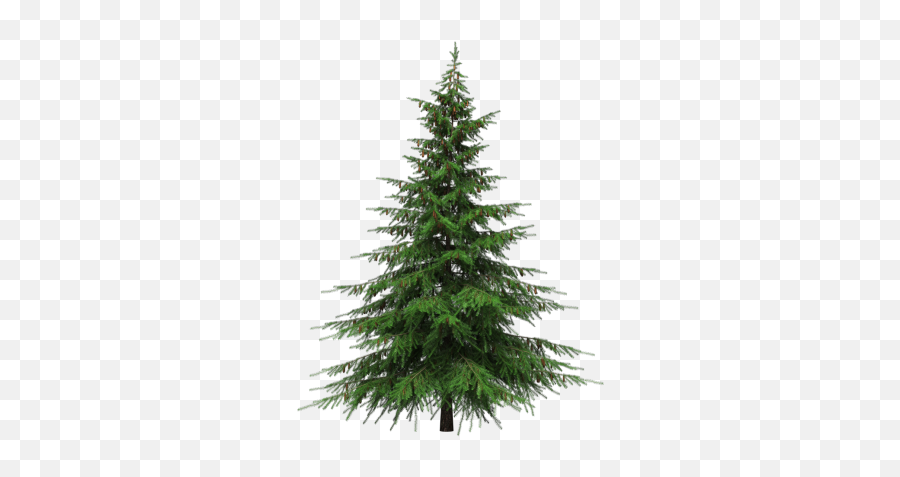 Download Christmas Tree Free Png Transparent Image And Clipart - Transparent Background Real Christmas Tree Png,Xmas Tree Png