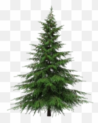 Download Christmas Tree Free Png Transparent Image And Clipart - Transparent Background Real Christmas Tree Png