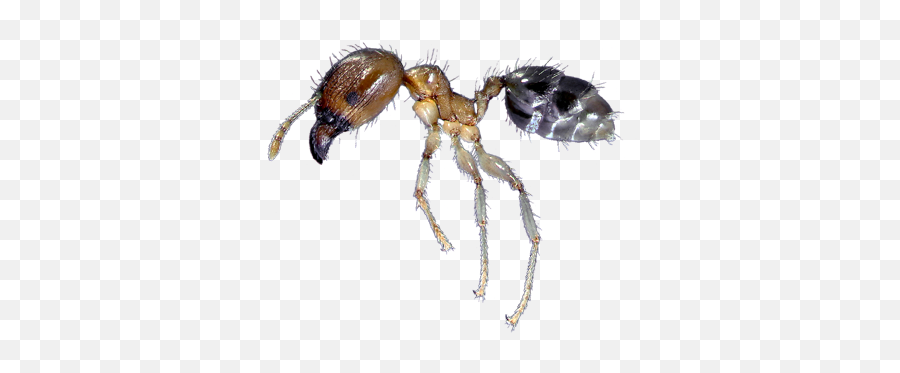 Big Headed Ant Control Tips How To Prevent - Big Headed Ants Png,Ant Png