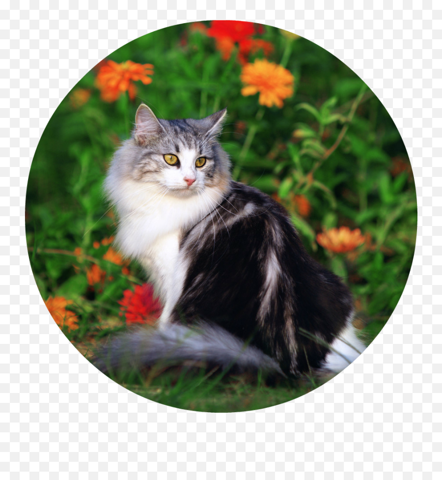 Download Cute Cat Playing In The Beautiful Field Of Flowers - Beautiful Cat In The Flowers Png,Cute Cat Png