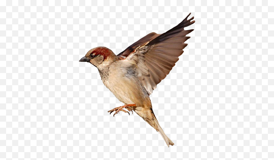 Sparrow Png Photo