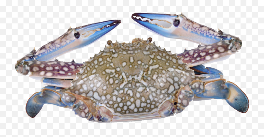 Download Hd Crabs - Flower Crab Transparent Png Image Blue Crab Crab White Background,Crab Transparent Background