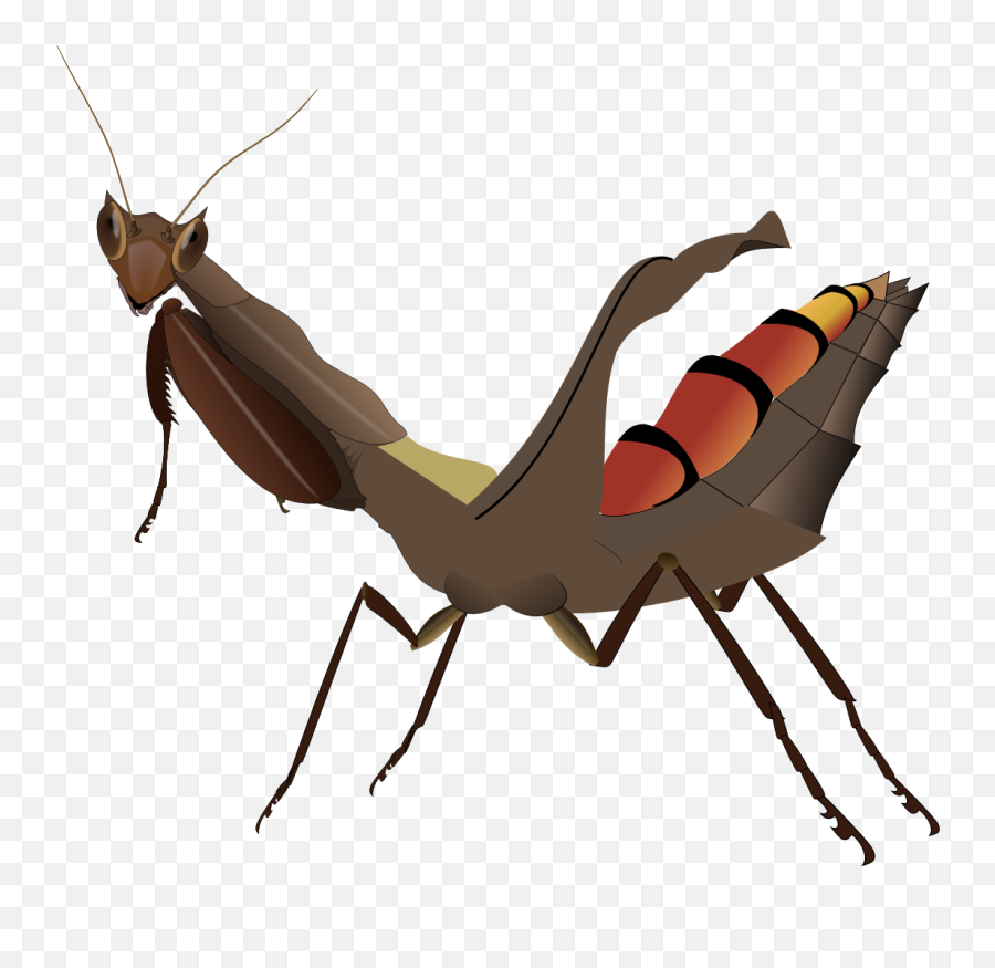 South American Box Mantis Female - Acanthops Falcata Png,Mantis Png