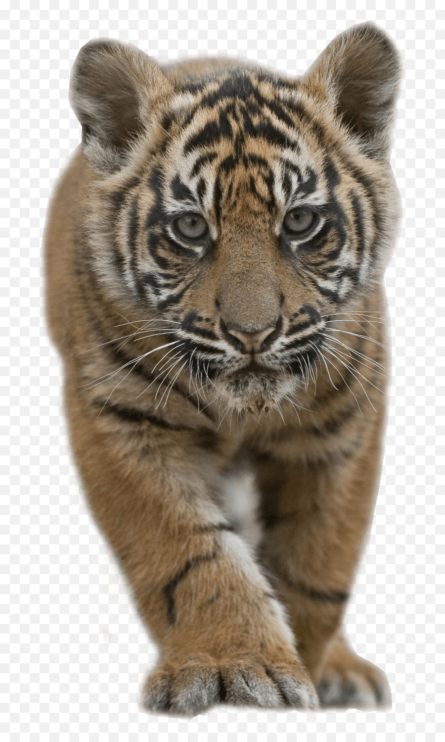 Baby Tiger Png 6 Image - Baby Animal Prints Tiger,Tiger Png