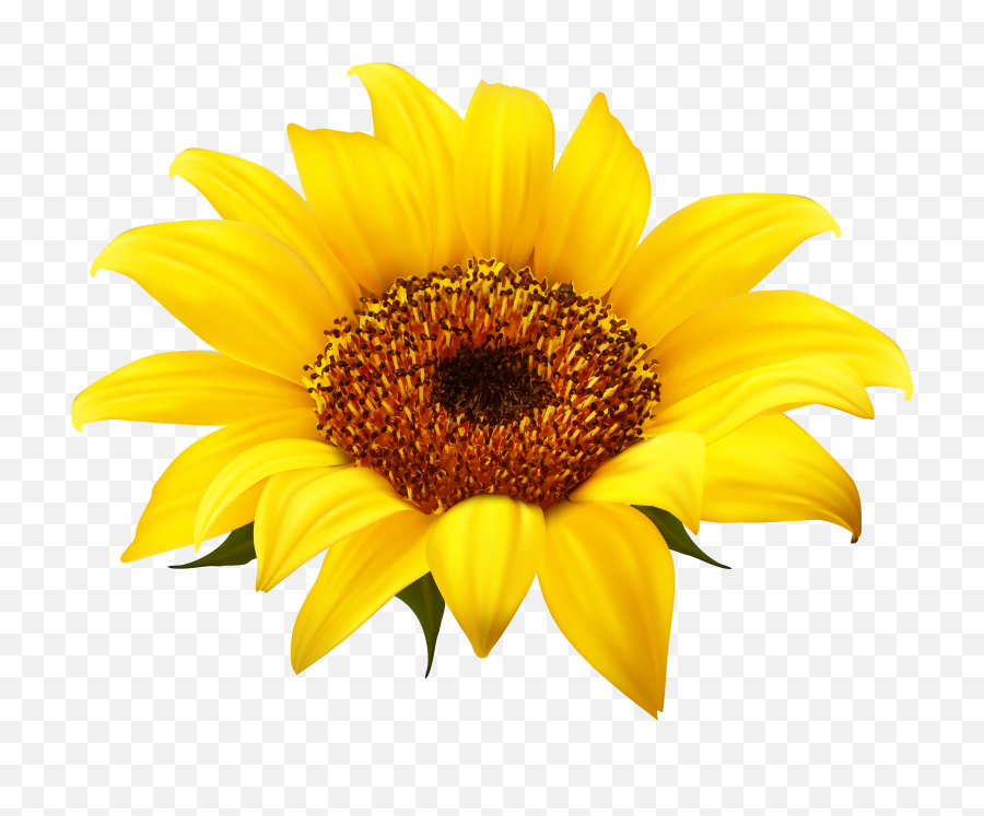 Download Sunflower Png Clipart - Sunflower Png,Sunflowers Transparent Background
