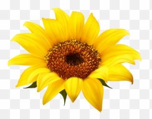 Download Sunflower Png Clipart