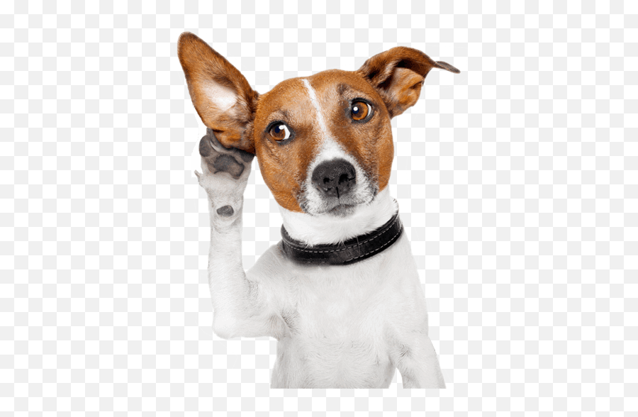 Cachorro Feliz Png 2 Image - Dog Ears Up,Cachorro Png