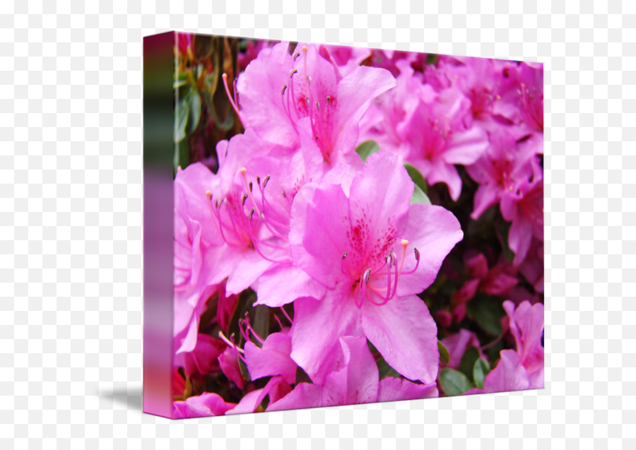 Pink Azalea Png Image - Azalea,Azalea Png