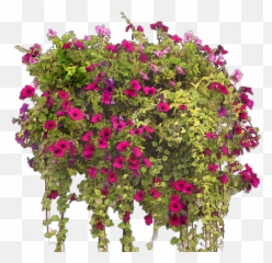 Planten Voor Hanging Basket Png Bougainvillea
