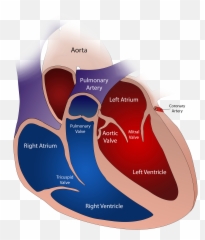 Abbott Continues To Show Heart With U0027breakthrough - Severely Dilated Left Atrium Png,Heart With Eyes Logo