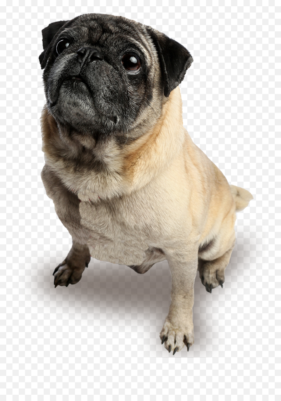 Pug Nation - Pug Nation Png,Pug Png