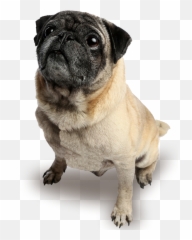 Pug Nation - Pug Nation Png,Pug Png
