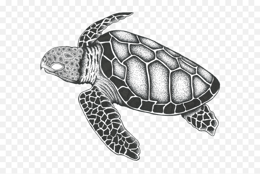 The Hawksbill Sea Turtle Brand By - Hawksbill Sea Turtle Drawing Png,Turtle Transparent Background