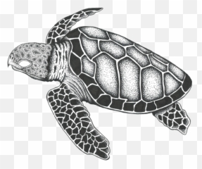 The Hawksbill Sea Turtle Brand By - Drawing png