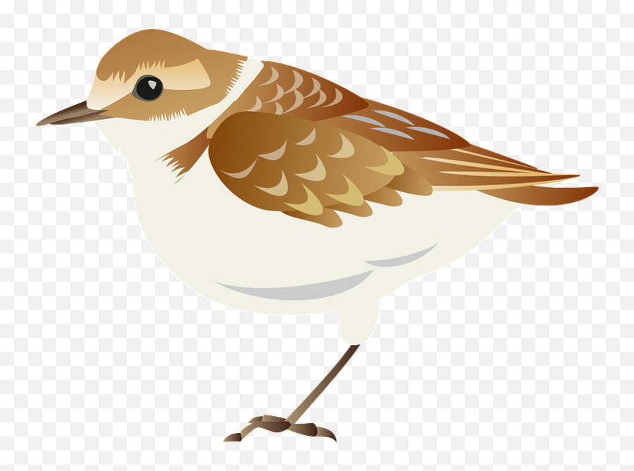 Plover Bird Clipart - Plover Bird Cartoon Transparent Png,Bird Transparent