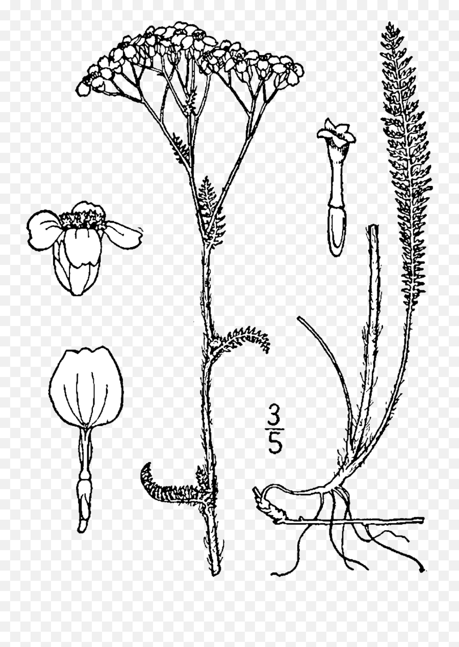 Fileachillea Millefolium Occidentalis Drawingpng - Plant Stems Botanical Illustration,Flower Drawing Png