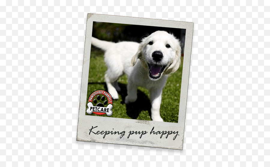 Puppy Care - Pawsitively Purrfect Local Enterprise Investment Centre Png,Puppy Png