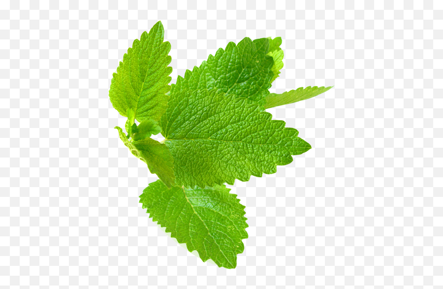 Mint Leaf Png Picture - Fresh Mint Leaves Png,Mint Leaves Png