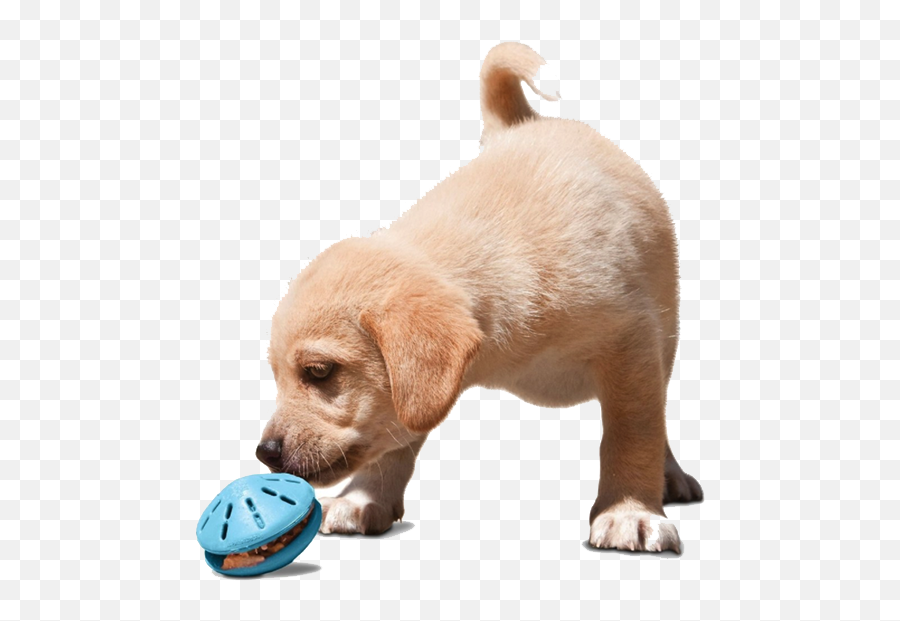 6 Dog Interactive Toys To Keep Your Pet Occupied During - Kutya Játékok Png,Dog Toy Png