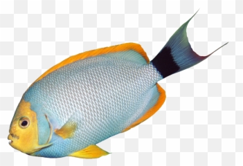 Free Fishing Transparent Background Download Clip Art - Clipart Of png