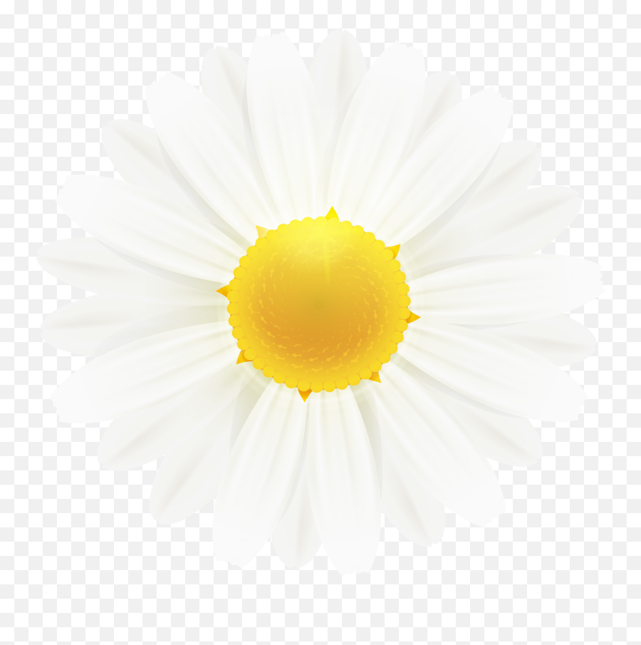 Download Free Png White Daisy Flower Clipart Image Gallery Flowers