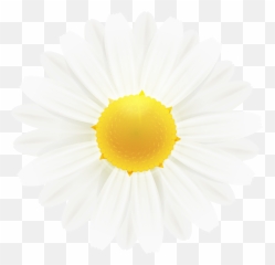 Download Free Png White Daisy Flower Clipart Image Gallery Flowers