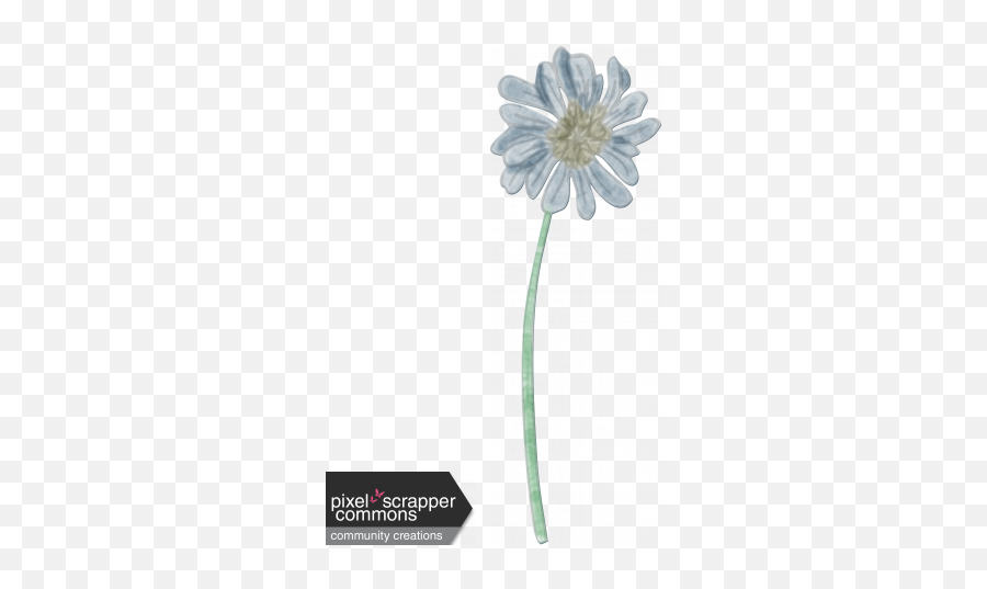 Gentle Blooms - African Daisy Png,Painted Flowers Png