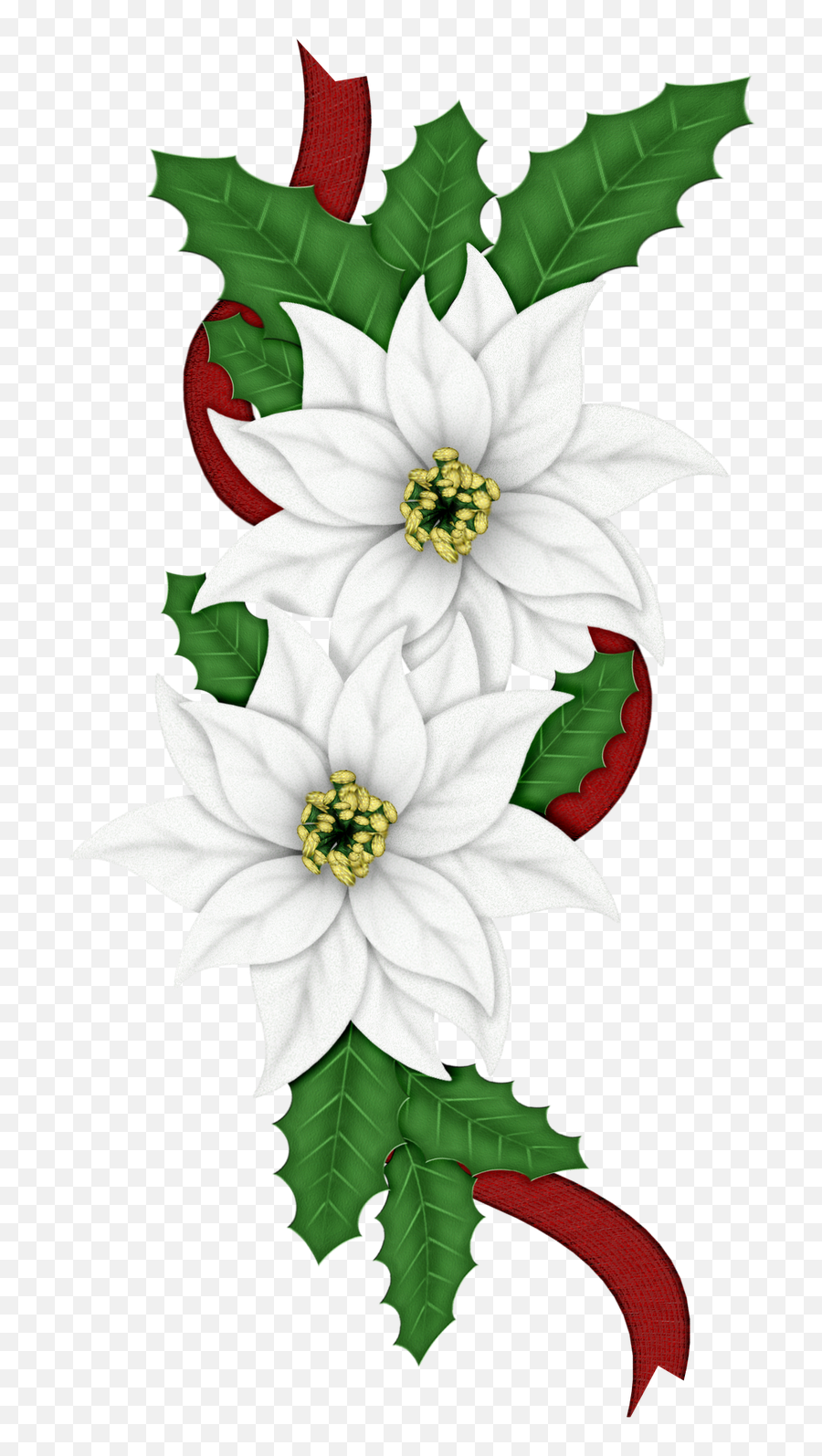 Edelweiss Flower Png Images Free Download - Christmas Edelweiss,Poinsettia Transparent Background