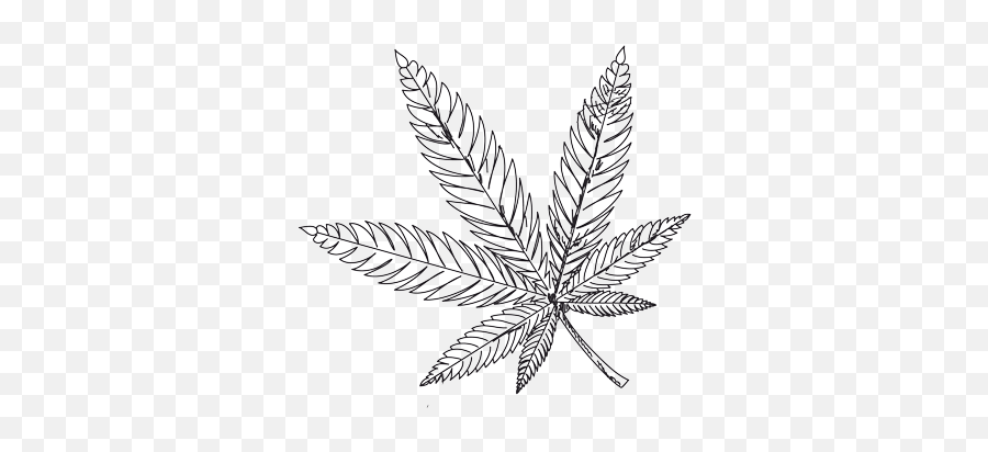 The Green Rush - Illustration Png,Marijuana Leaf Transparent