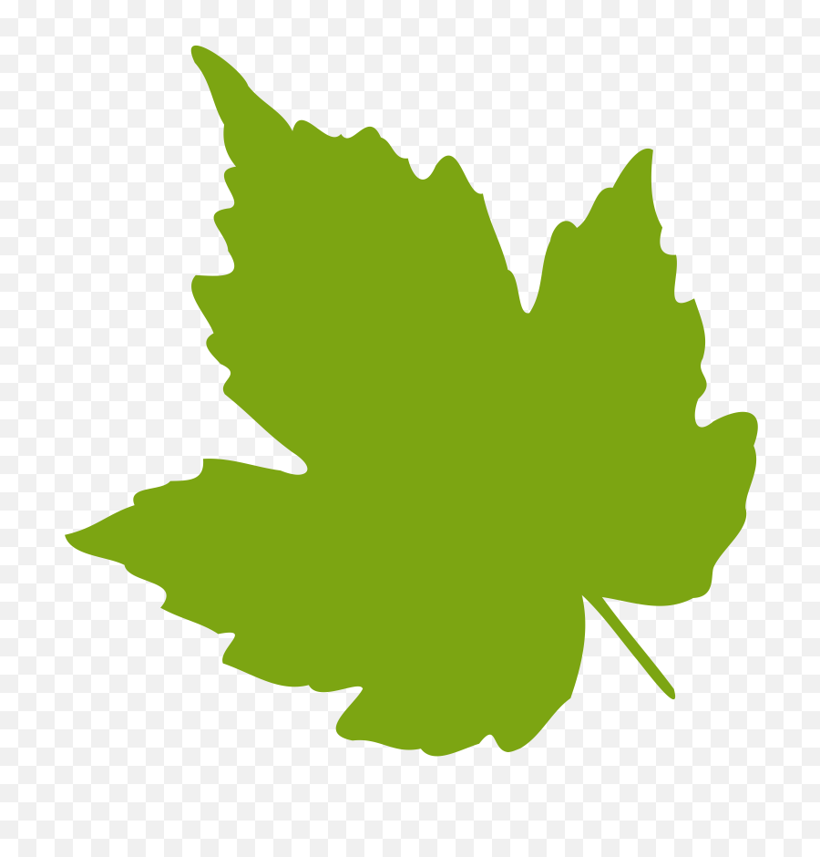 Maple Leaf Foliage - Grape Leaf Clipart Png,Greenery Png
