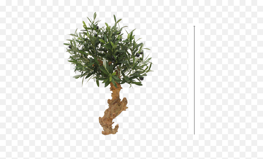 Olive Bonsai Tree 60cm - Mexican Pinyon Png,Bonsai Tree Png