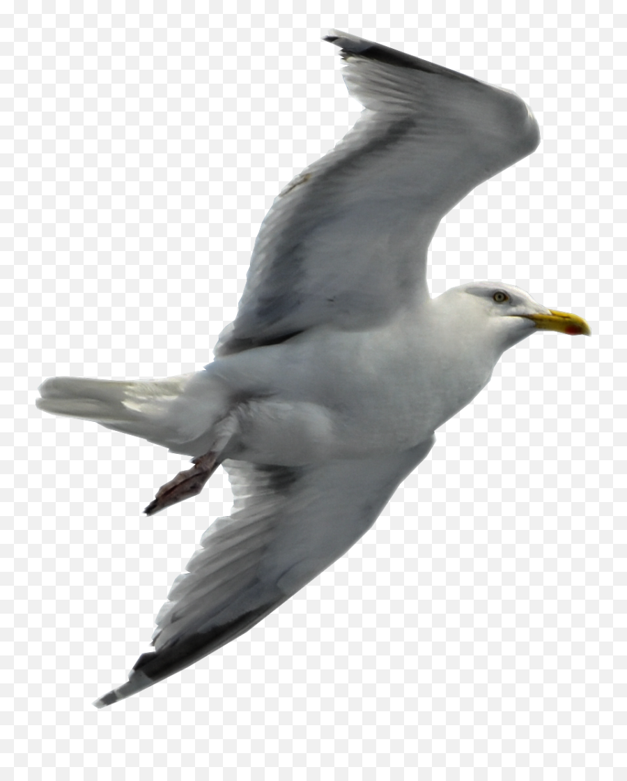 Load More - Seagull Flying No Background Png,Seagull Png