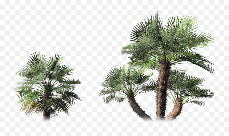 Plantcatalog 3d Vegetation Models By E - On Software About Png,3d Tree Icon