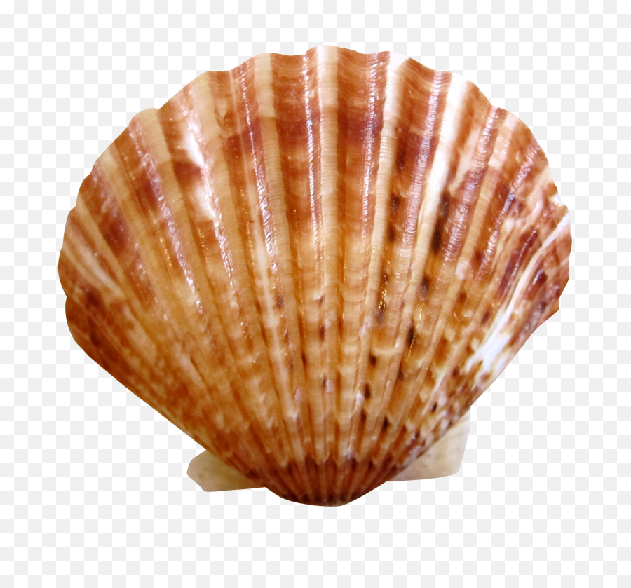 Sea Ocean Shell Png Image - Purepng Free Transparent Cc0 Shell Png,Ocean Transparent Background