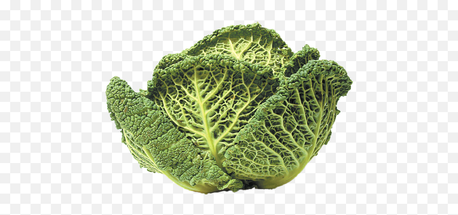 Savoy - Cabbage Salamanca Fresh Kale Png,Cabbage Png