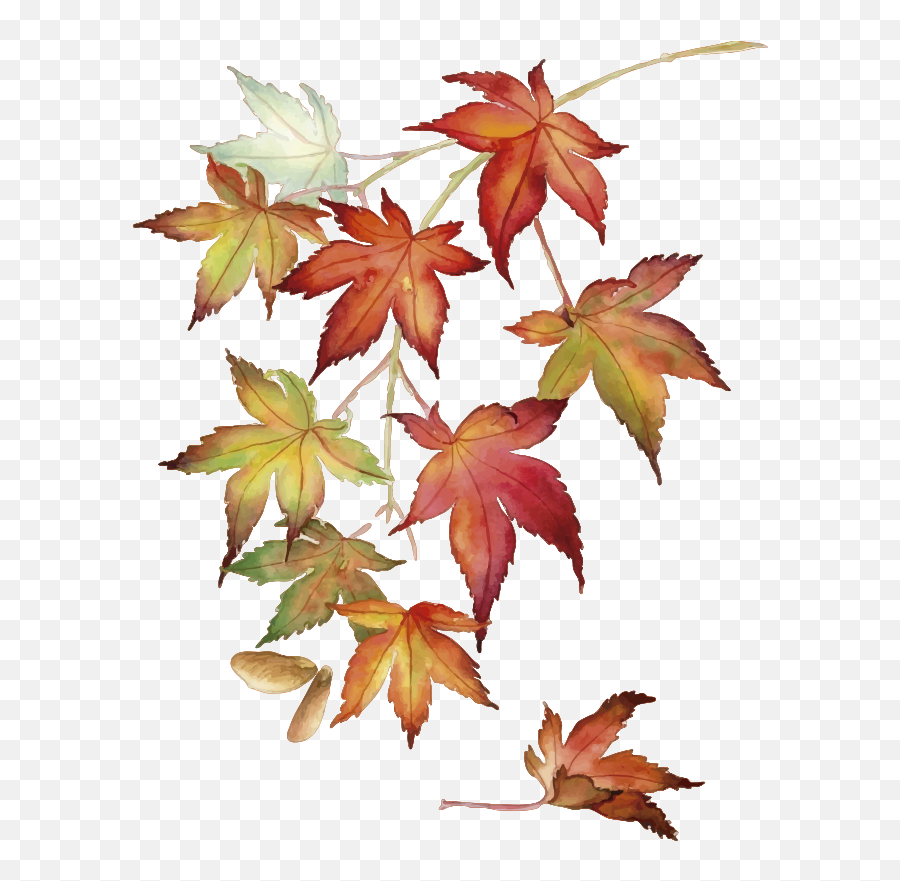 Japanese Maple Leaves Wall Sticker - Tree Maple Leaves Drawing Png,Japanese Maple Png